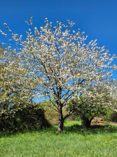 Daur Bocou in Champagné-le-Sec