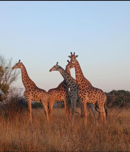Eluthando Guesthouse in Isimangaliso märgala park
