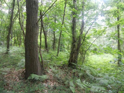 bienvenue dans le pays de Caux, entre Foret et Mer in Gruchet-le-Valasse
