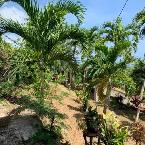 Ackee Tree Rustic Cottage in Drapers