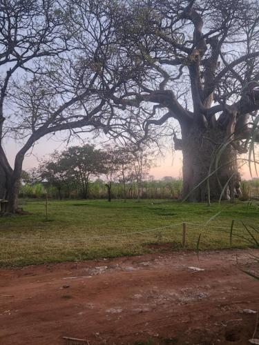 Tsetsebjwe Bush Camp in Selibe-Phikwe