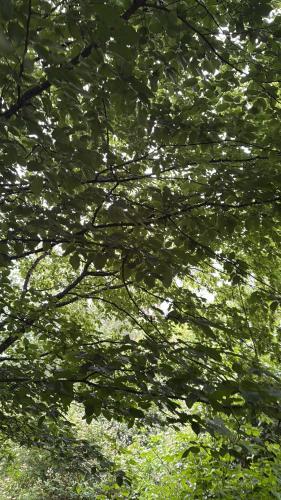 Apkārtne, BaumTraum in Bleckhausen