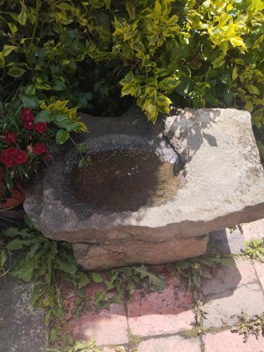 Dārzs, Alojamiento Rural San Antonio in Ubate