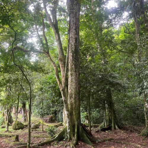 Dārzs, Bosque Alto Lodge in Muelle San Carlos