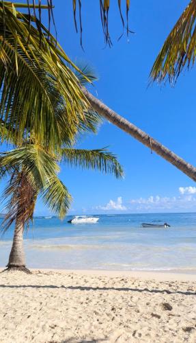 Beach, Hostel La Ballena Backpacker in Las Galeras