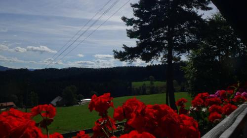 Schwarzwaldgasthaus Salenhof - image 10