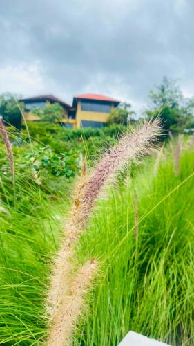The Yellow Retreat