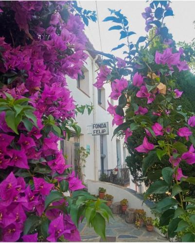 Fonda Felip - Roses Fonda Felip - Roses