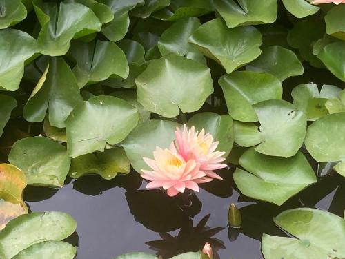 Hidden Cottage At Lilypond in Reedley