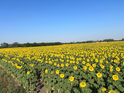 Surrounding environment, The Peace Haven Cserkeszolo in Cserkeszőlő