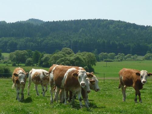 Landhotel Großeiberhof