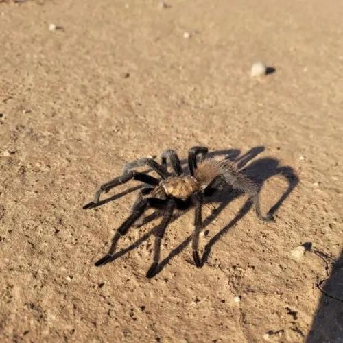 Wildlife BBQ, Stargazing Black Cat Ranch Awaits in Terlingua (TX)