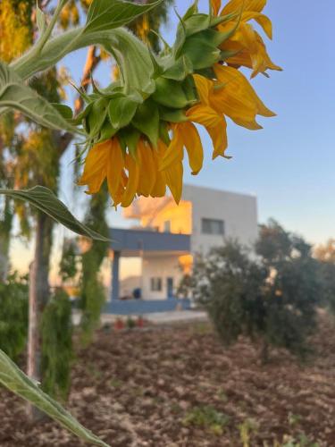 Beit Philodemus 2 - IRIS in Al-Himmah Al-Ordonyah