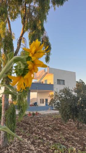 Beit Philodemus 2 - IRIS in Al-Himmah Al-Ordonyah