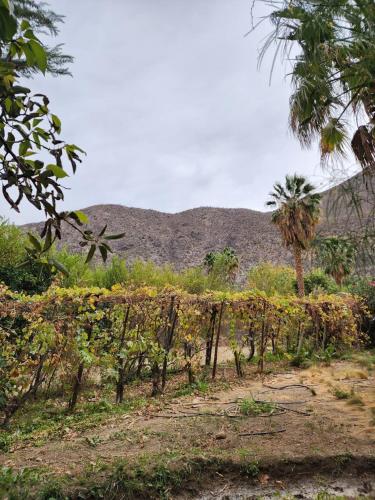 A környék, Valle del Elqui, La Campana, Departamento in Vicuna