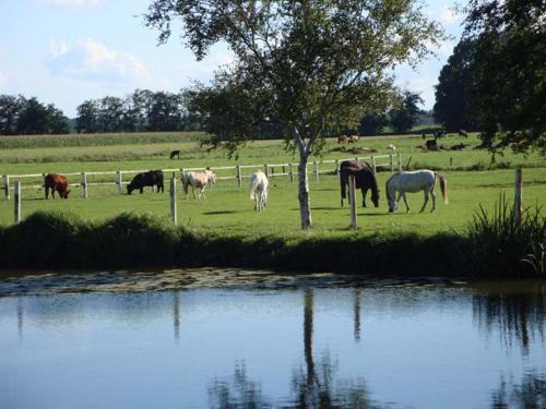 Pension am Birkensee