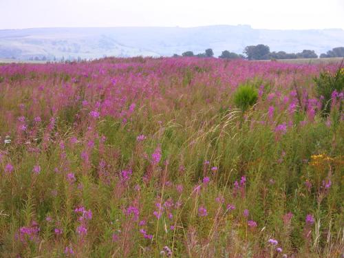 景觀, Residence Espinchal in 馬西亞克