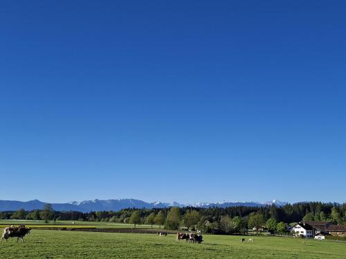 Ferienwohnung auf dem Stroblhof in Eberfing