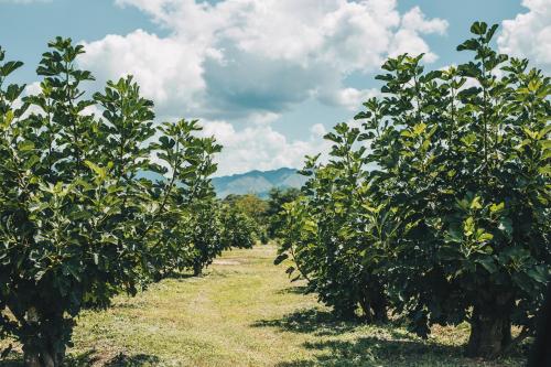 Finca San Antonio
