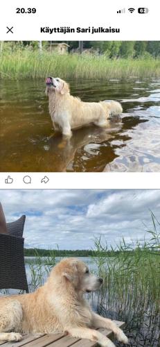 Ympärivuotinen järvenrantahuvila Pihtiputaalla (Ymparivuotinen jarvenrantahuvila Pihtiputaalla) in Pihtipudas