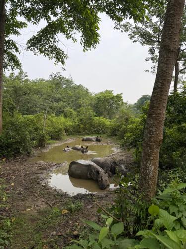 Wildflow jungle yoga safari and homestay in Meghauli