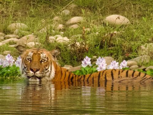 Wildflow jungle yoga safari and homestay in Meghauli