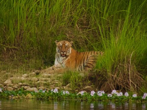 Wildflow jungle yoga safari and homestay in Meghauli