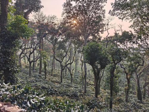 Apkārtne, Seegodu Premium Coffee Estate Stay in Balehonnur