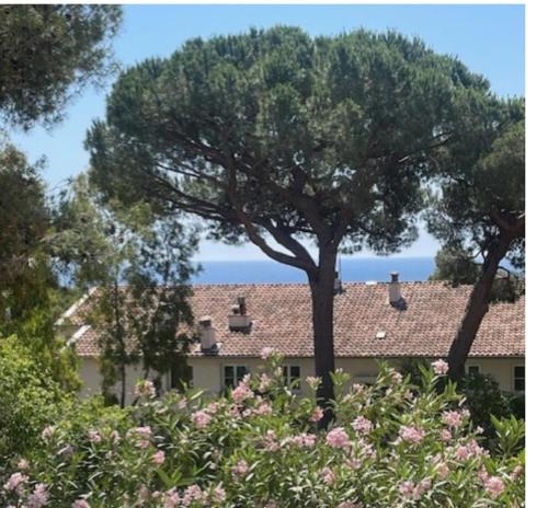 Casa Cicada of Toulon Mourillon