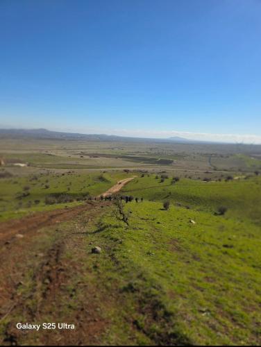 גפן הגולן in Bruchim