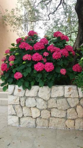 Apartman Mare, Maslenica (foto 8)