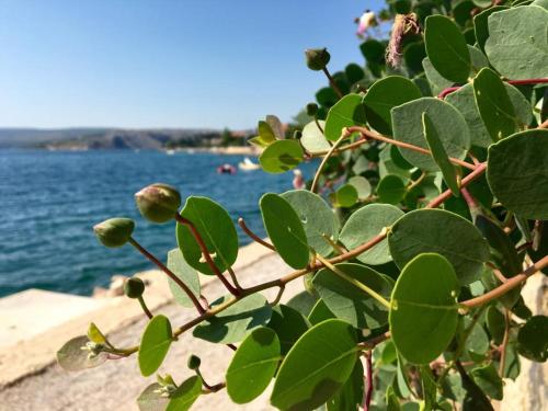 Apartman Mare, Maslenica (foto 7)
