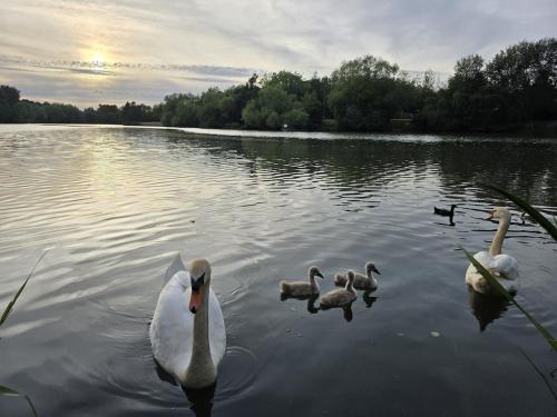 Lakeside Woking Retreat in Woking