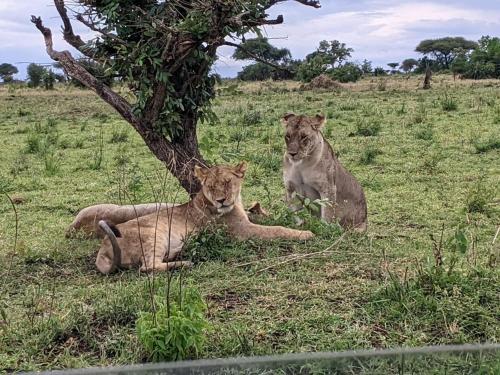 Ikoma Safari Lodge in Nkunjila