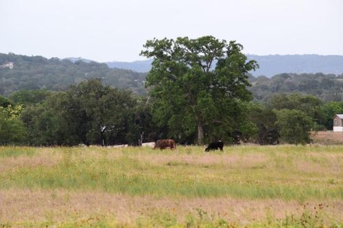 Unique Family Getaway on an Impressive Ranch near Medina in Texas Hill Country in Tarpley (TX)