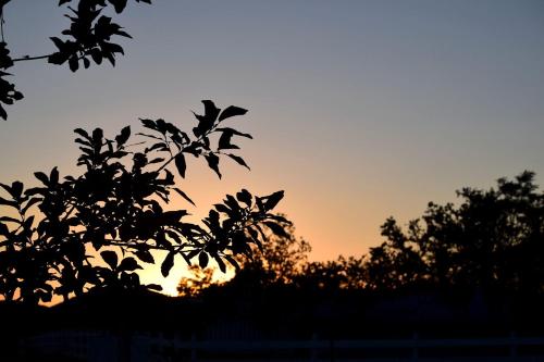 Unique Family Getaway on an Impressive Ranch near Medina in Texas Hill Country in Tarpley (TX)