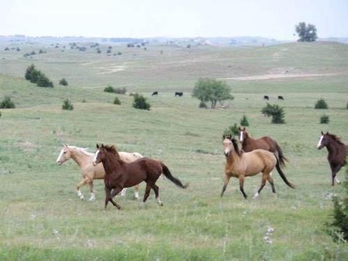 Cozy Room Rental on a Dude Ranch near Burwell, Nebraska in Sargent