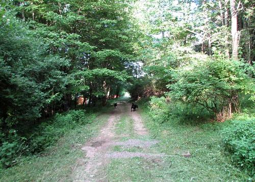 Peaceful Cabin Rental on a Farm near Jefferson Lake, New York in Kenoza Lake (NY)