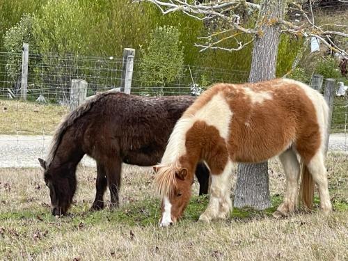 Countryview Haven in Tasman