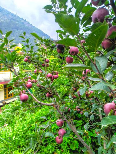 Cedar Crest Homestay in Gharakar