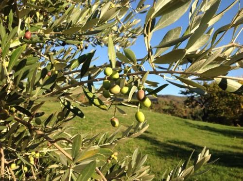 Agriturismo Tripala - image 12