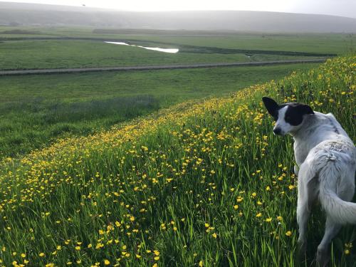 Öndólfsstaðir Farm B&B - image 3