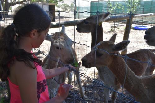 Morella Farmstay
