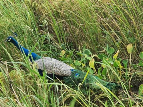 Paddy field guest house weherahena - image 5