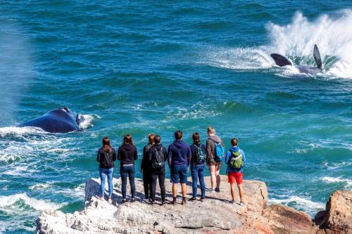 Activitats, Never at Home Hermanus in Hermanus