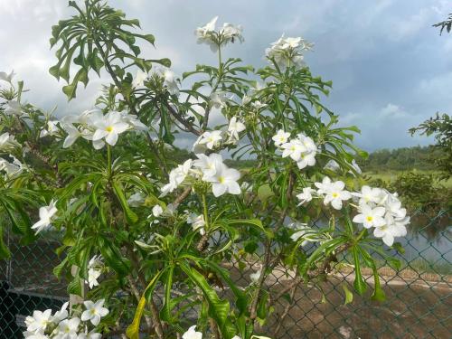 Tropical Garden Resort - image 2