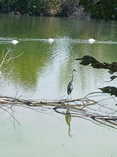 Los Cisnes