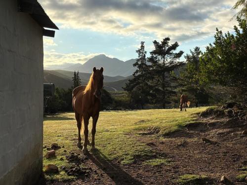 Surrounding environment, Bonniedale Wilderness Ranch in Ruiterbos