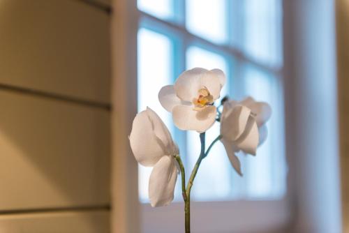 Casa-Cosi beautiful guesthouses for 1-4p with own kitchen reserved parking and private terrace in shared garden with seasonal pool and sauna minishop available for meals and breakfast or order breakfast basket - image 5