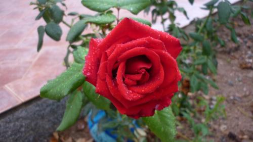 Portu Frailis